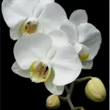 Assinatura de Orquídeas