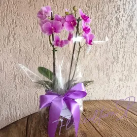 Orquídea Midi Rosa para Presente