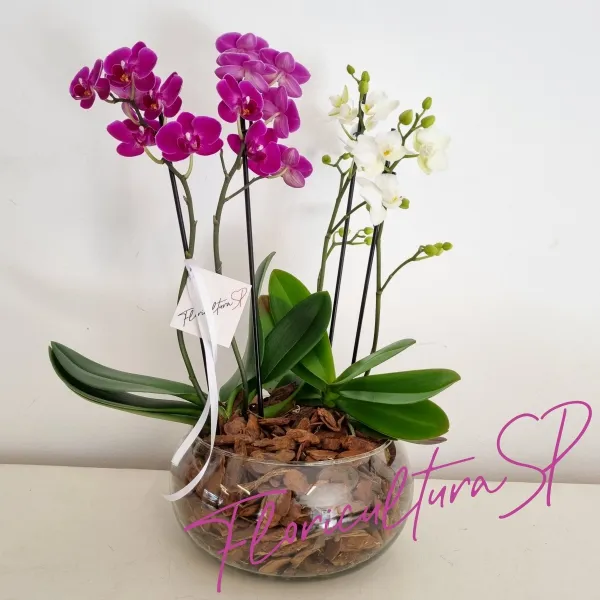 Assinatura Mensal 3 Entregas Duo Orquídeas Midi