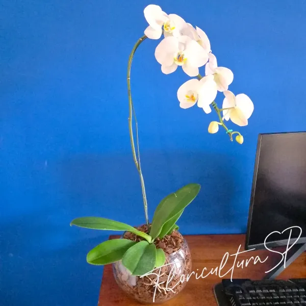 Assinatura Orquídea Cascata Premium- 3 Entregas