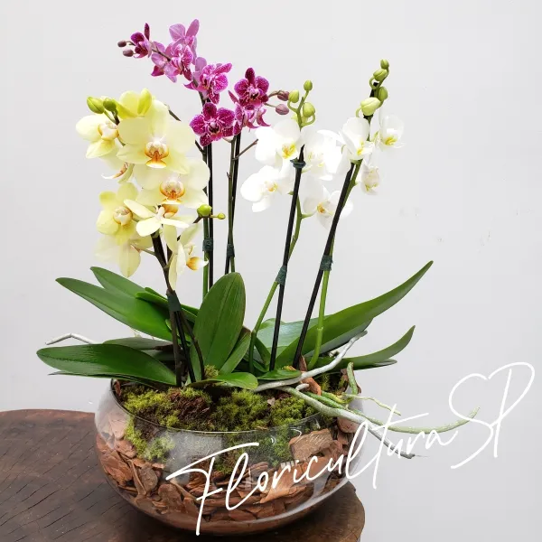 Assinatura Mensal 3 Entregas Trio Orquídeas Midi
