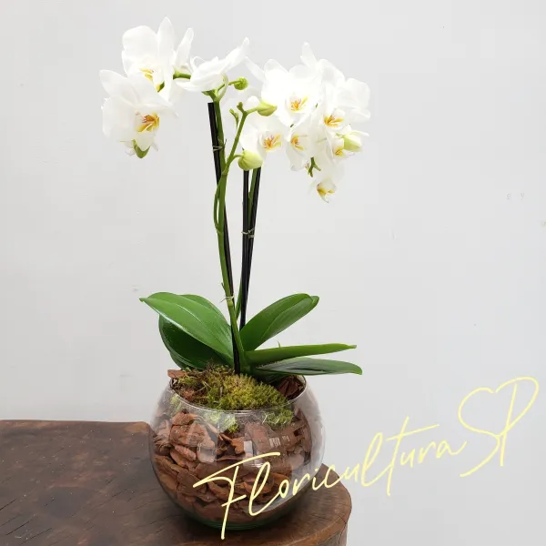 Assinatura Mensal 3 Entregas Orquídea Midi